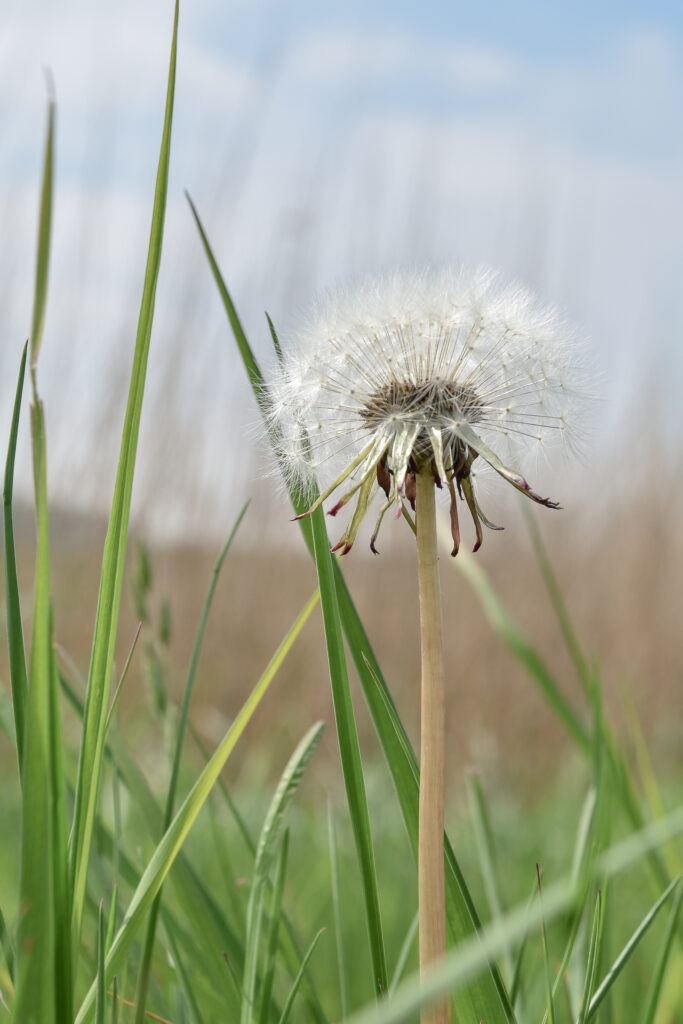 Pusteblume am Deich in Westoverledingen fotografiert